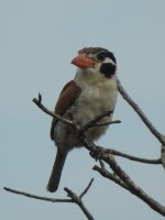 White-eared Puffbird 2.JPG