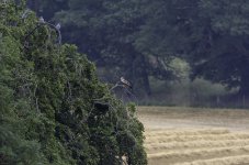 Red Kite juvenile with onlookers.jpg