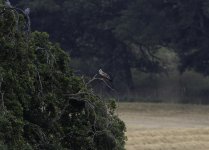 Red Kite juvenile - crop.jpg