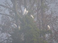 Misty Egrets 1.jpg