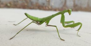 Mantis, 30-8.jpg