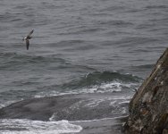 Bar T Godwit_Girdle Ness_300822a.jpg