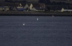Gannets fishing off Ardersier.jpg