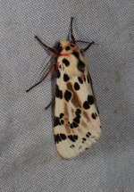 Spilosoma erythrastis 26 08 22 (2).JPG