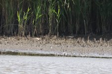 Curlew sandpiper maybe 1.jpg