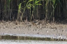 Curlew sandpiper maybe 3.jpg