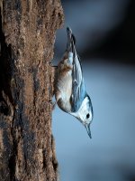 White-breasted Nuthatch  2005.jpg