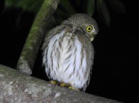 Ferruginous Pygmy Owl.JPG