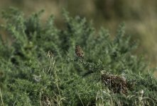 Whinchat female on Gorse.jpg