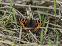 Small Tortoiseshell in the grass closeup.jpg