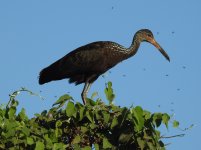 Limpkin.JPG