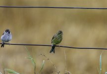 Yellowhammer and friend on the fence.jpg