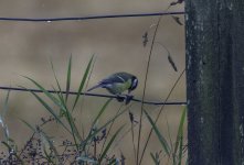 Great Tit on the fence.jpg