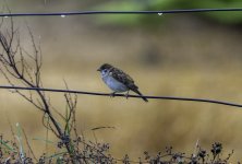 Tree Sparrow on the back fence.jpg