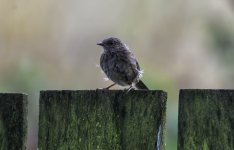 Hedge Sparrow : Dunnock finally appears - crop.jpg
