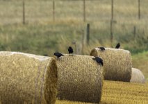 Rooks on bales - Right, grab an end each and lift! - crop.jpg