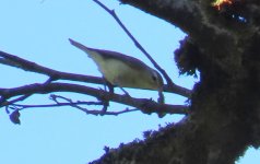 1 warbling vireo.jpg