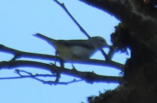 2 warbling vireo.jpg