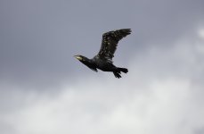 Passing Cormorant at Loch of Kinnordy.jpg