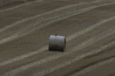 Kestrel on a bale.jpg