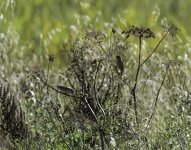 Whinchat and Whitethroat in the reed beds.jpg