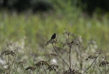 Whinchat (f) on a stem .jpg