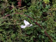 white bird flight2-cropped.jpg