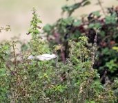 white bird flight1-cropped.jpg