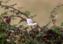 white bird flight-cropped.jpg