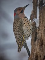 Northern Flicker 2007.jpg