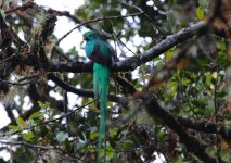 quetzal first bird.JPG