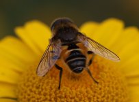 Hoverfly3a.jpg