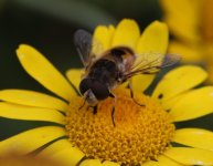 Hoverfly3c.jpg