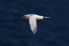 Red-tailed tropicbird.jpg