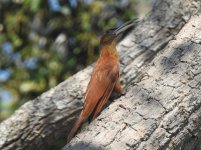 Great Rufous Woodcreeper.JPG