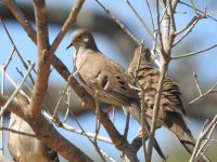 Long-tailed Ground-Dove 2.JPG