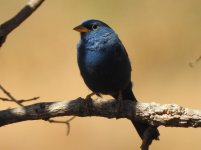 Blue Finch.JPG