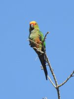 Golden-capped Parakeet.JPG