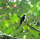 26493Lesser_cuckooshrike for ID Confirmation lightened.jpg