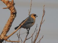 Cinnamon Tanager.JPG