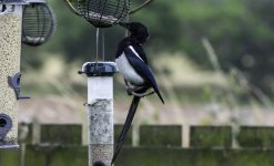 The first Magpie.jpg