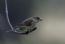 Greenfinch youngster 800.jpg