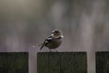 Young male on the fence 800.jpg