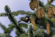 Coal Tit staring down from the cones.jpg