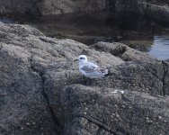 Med Gull_Girdle Ness_240922a.jpg