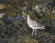 Curlew_Girdle Ness_260922a.jpg