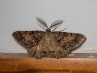 moth.jpg