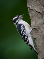 Downy Woodpecker 3.jpg