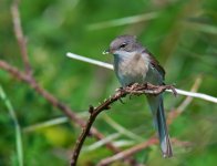 Whitethroat 4.jpg