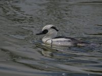 Smew 2.jpg